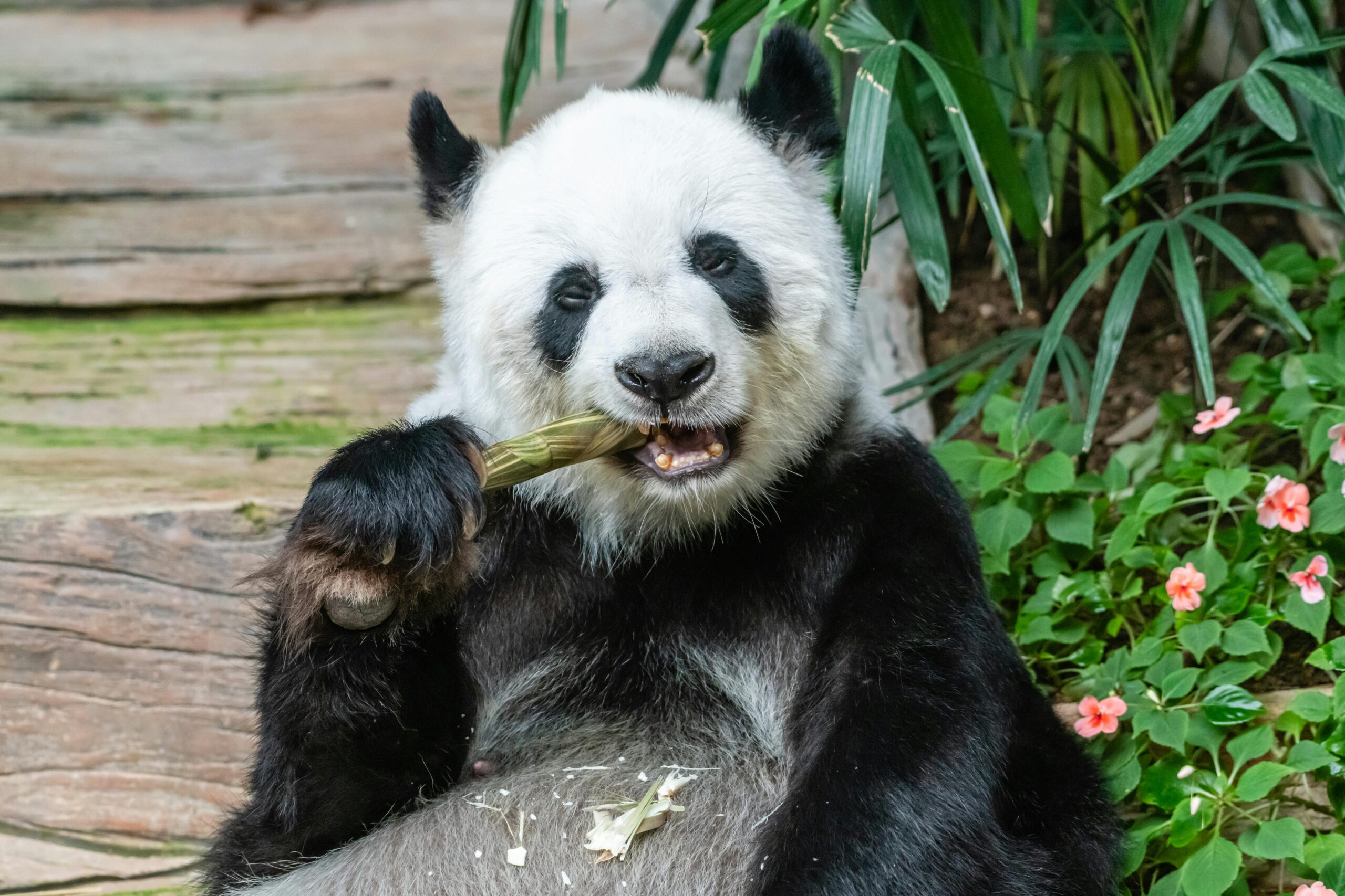 Close-up of a giant panda enjoying bamboo surrounded by lush greenery.