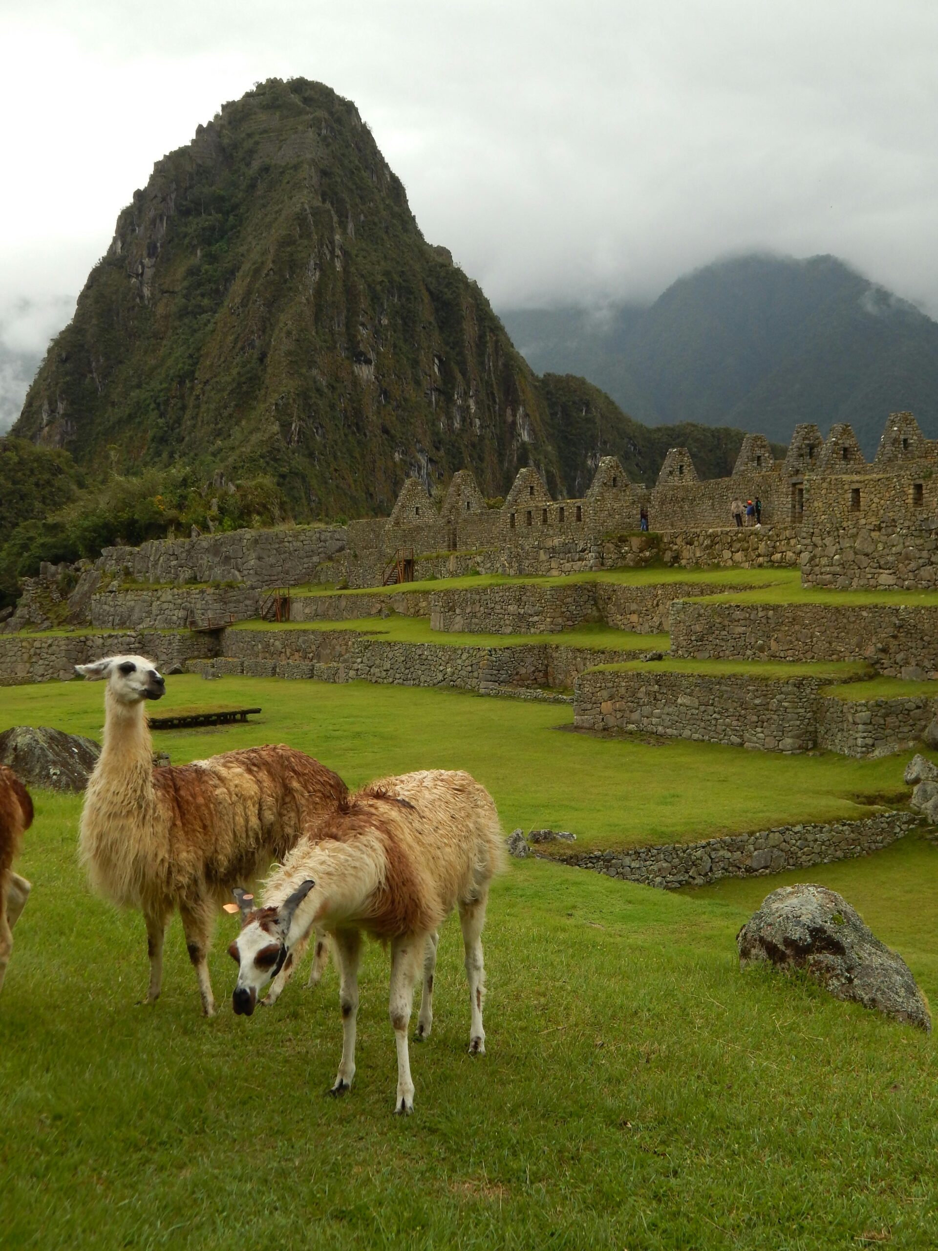 Llamas grazing in front of the ancient Machu Picchu ruins, Peru. Iconic Inca site with lush green landscape.